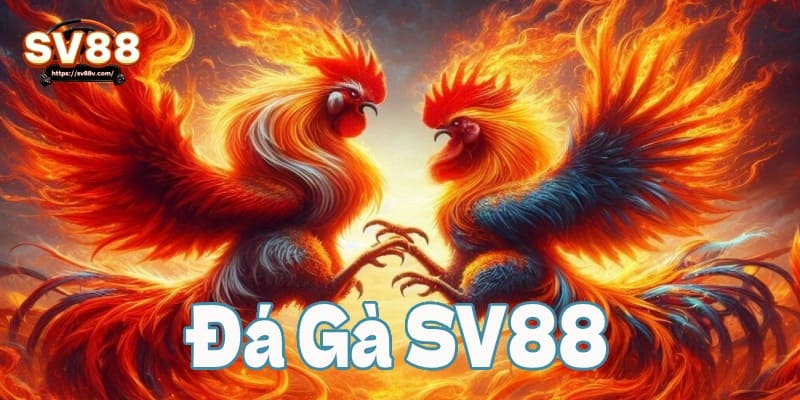 Đá gà SV88