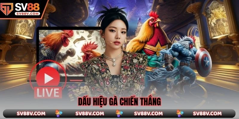 Dấu hiệu gà chiến thắng