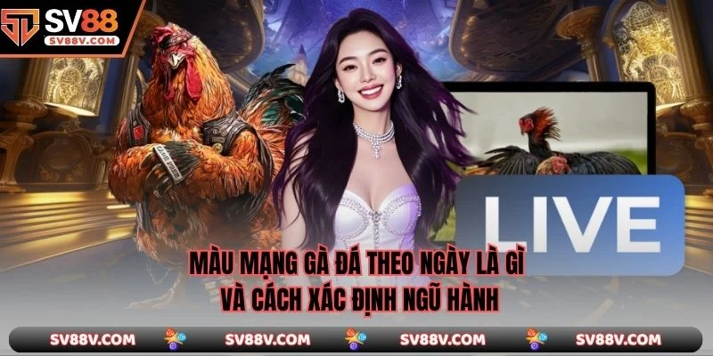 Màu mạng gà đá theo ngày là gì và cách xác định ngũ hành