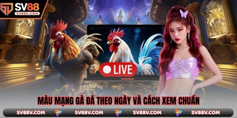 Màu mạng gà đá theo ngày và cách xem chuẩn
