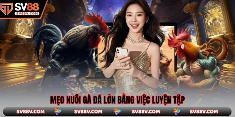 Mẹo nuôi gà đá lớn bằng việc luyện tập