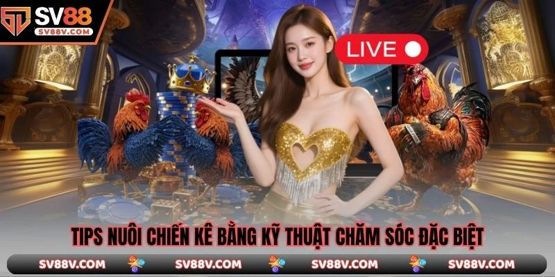 Tips nuôi chiến kê bằng kỹ thuật chăm sóc đặc biệt