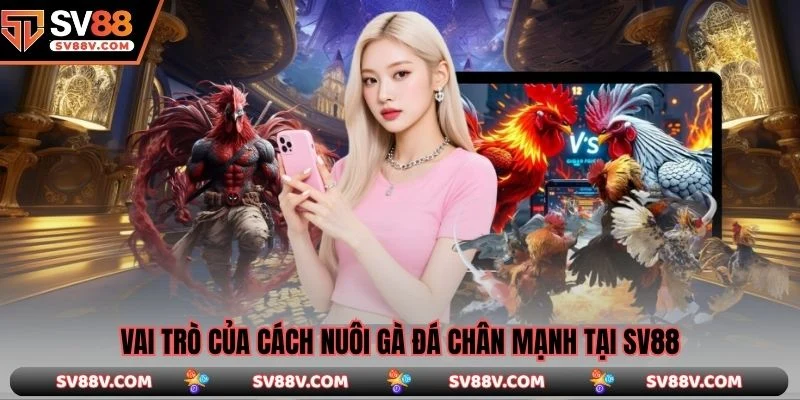 Vai trò của cách nuôi gà đá chân mạnh tại SV88